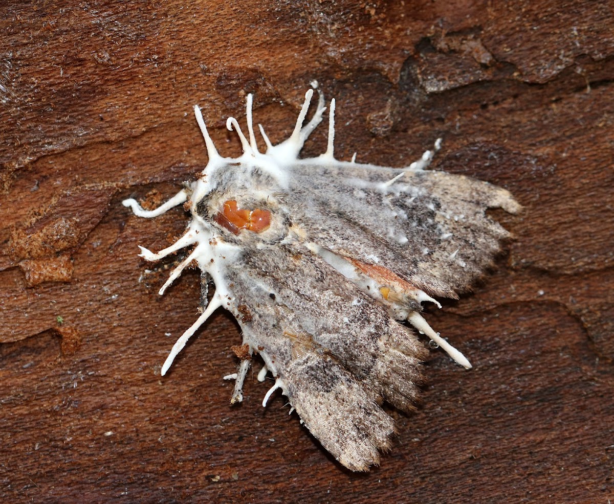 Akanthomyces on Moth