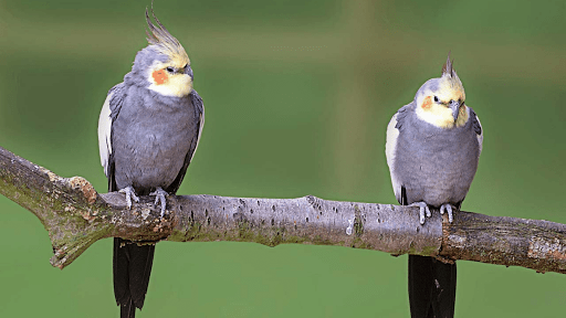 Screenshot Cockatiel Sounds