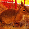 Patagonian Cavy