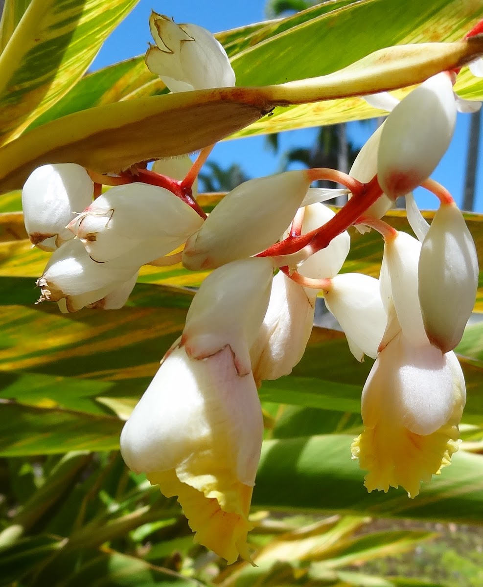 Flowers of Shell Ginger