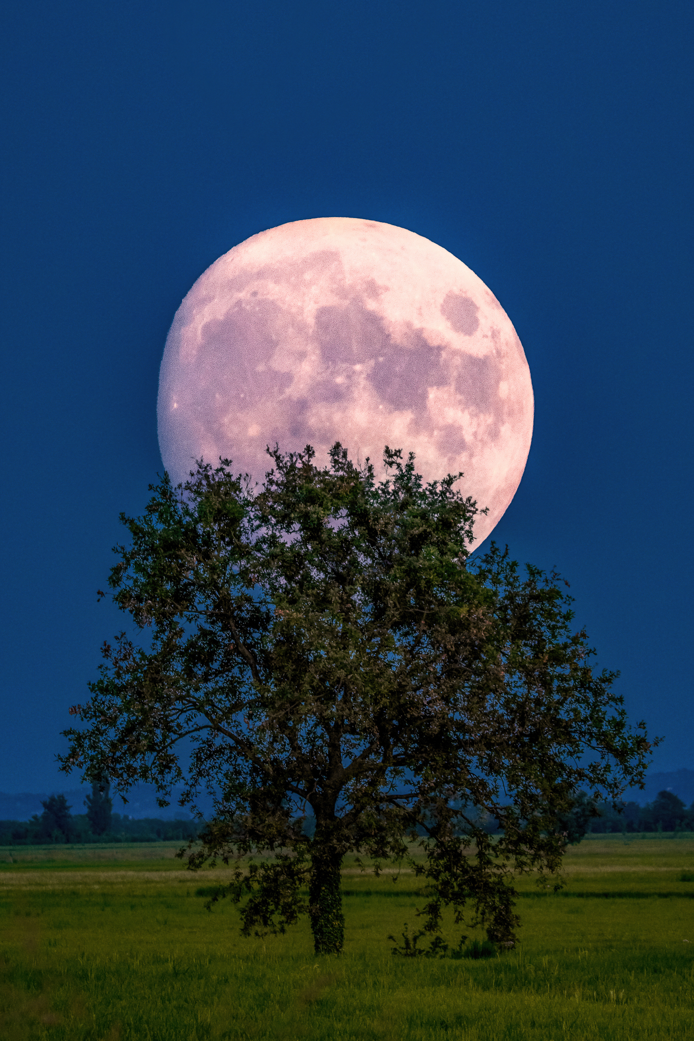 Dietro l'albero di robertovelardi 