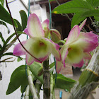 Orquídea olho de boneca