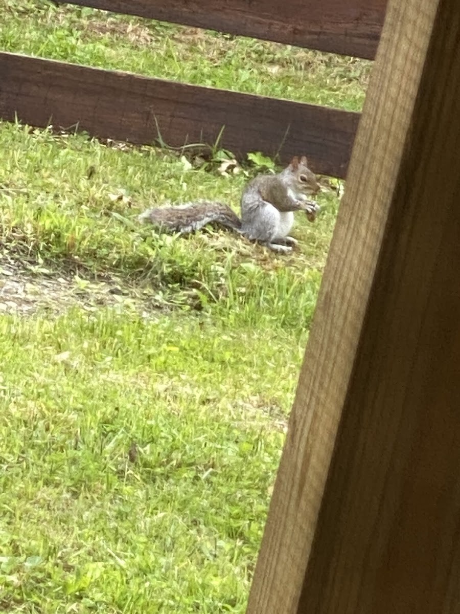 Squirrel