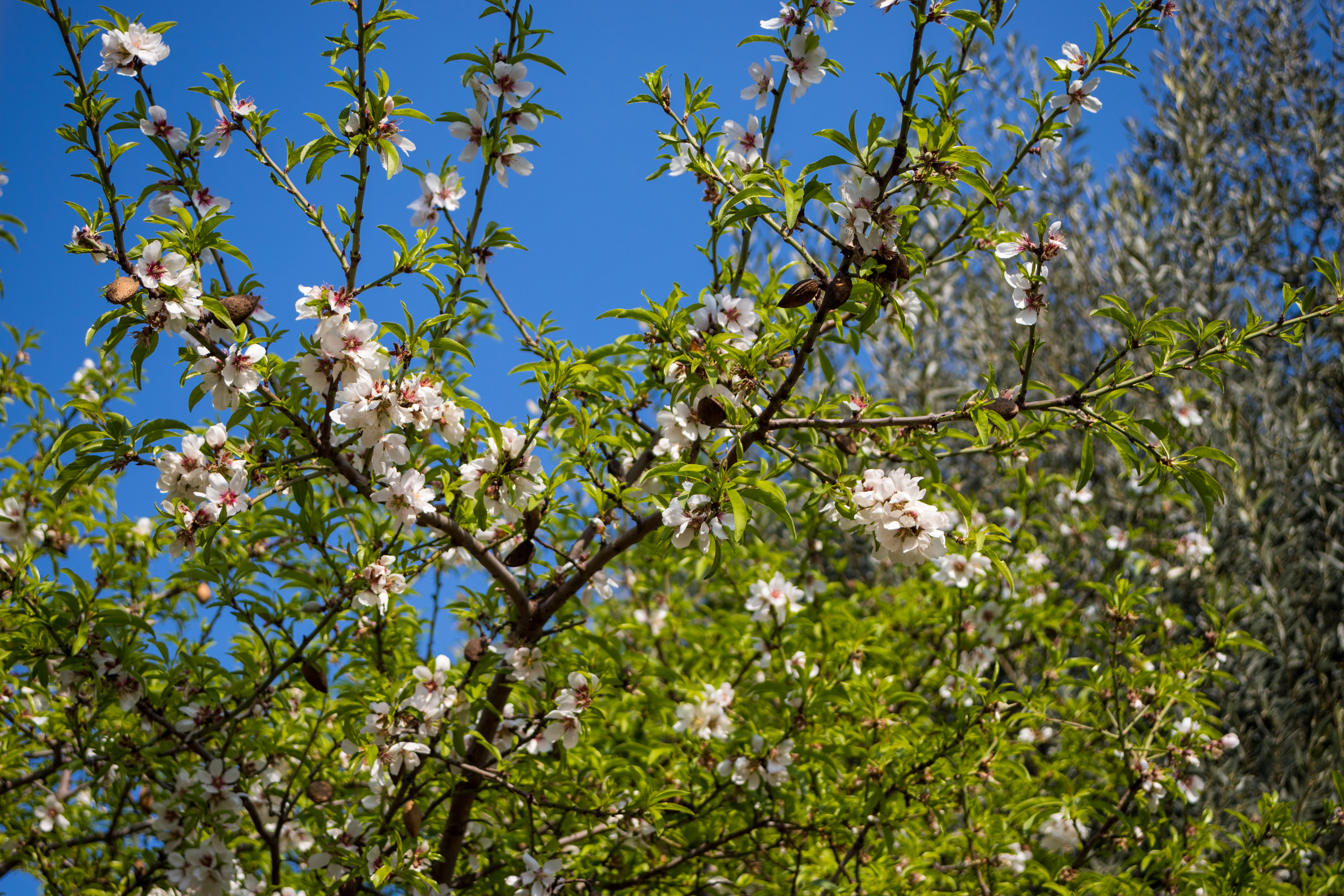 Mandorlo a Primavera di EB