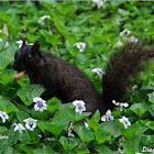 Grey Squirrel