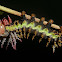 Citheronia laocoon caterpillar