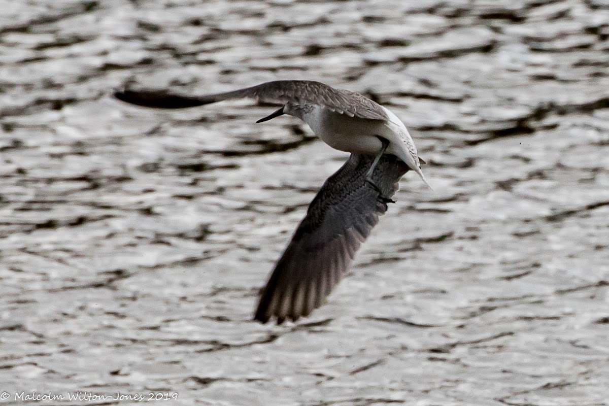 Greenshank