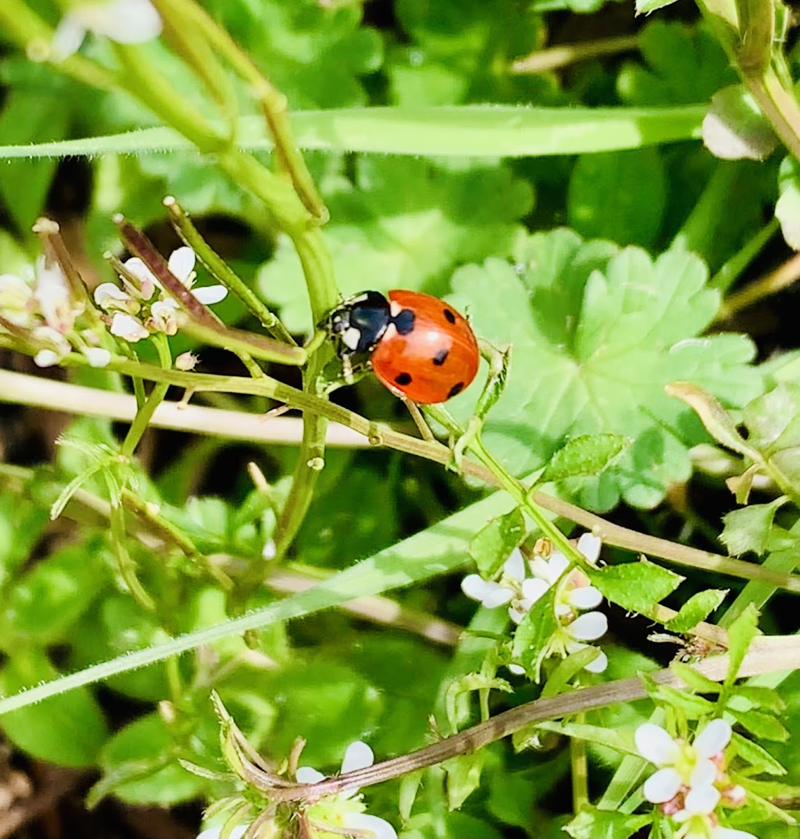 Ladybug