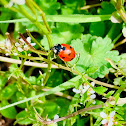 Ladybug