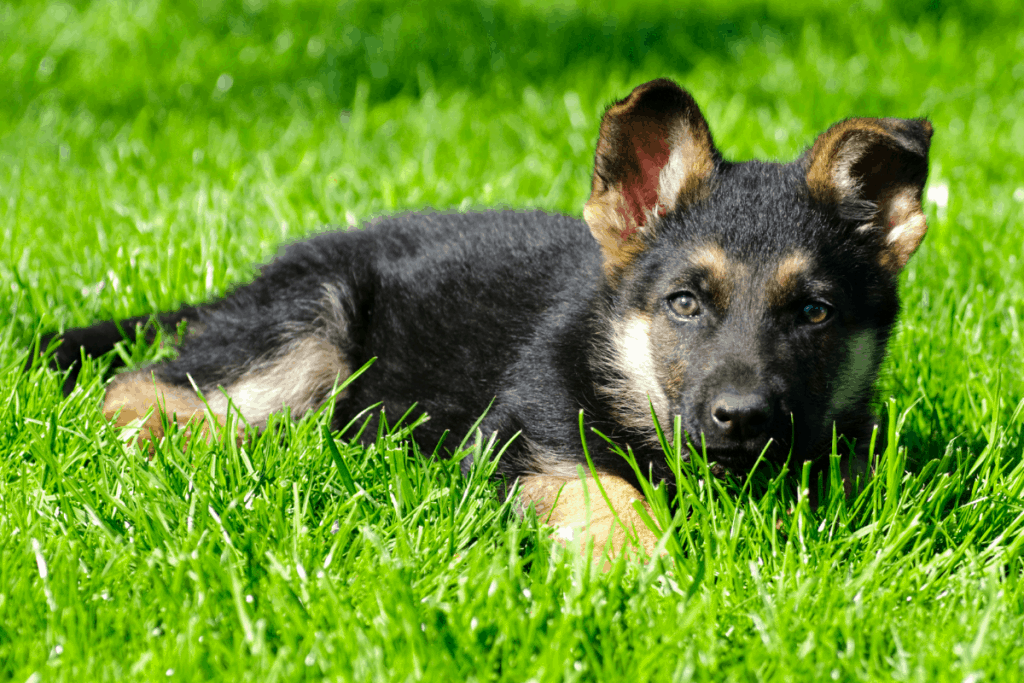 Cachorro de pastor alemán en pasto