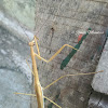 Stick Grass Mantis