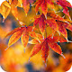 Fall Wallpaper HD Custom New Tab