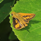 Pale Palm Dart