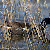 Moorhen; Polla de Agua