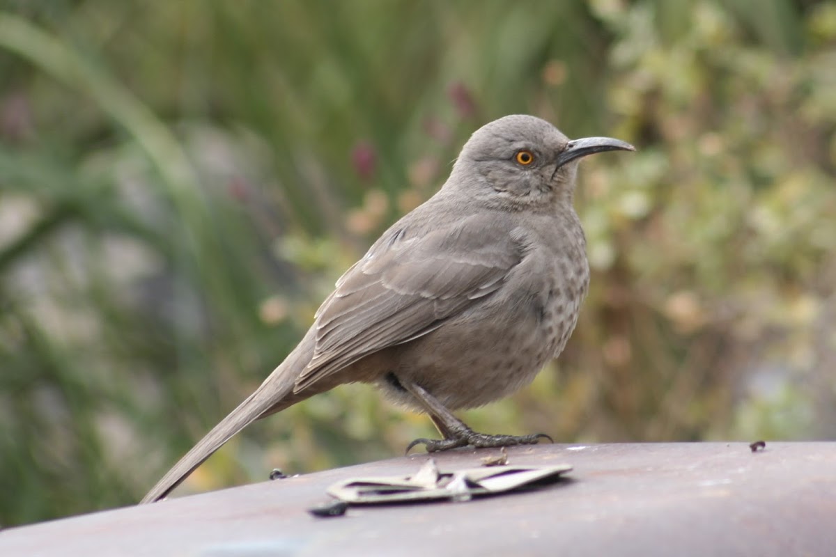 Curve-Billed Thrasher