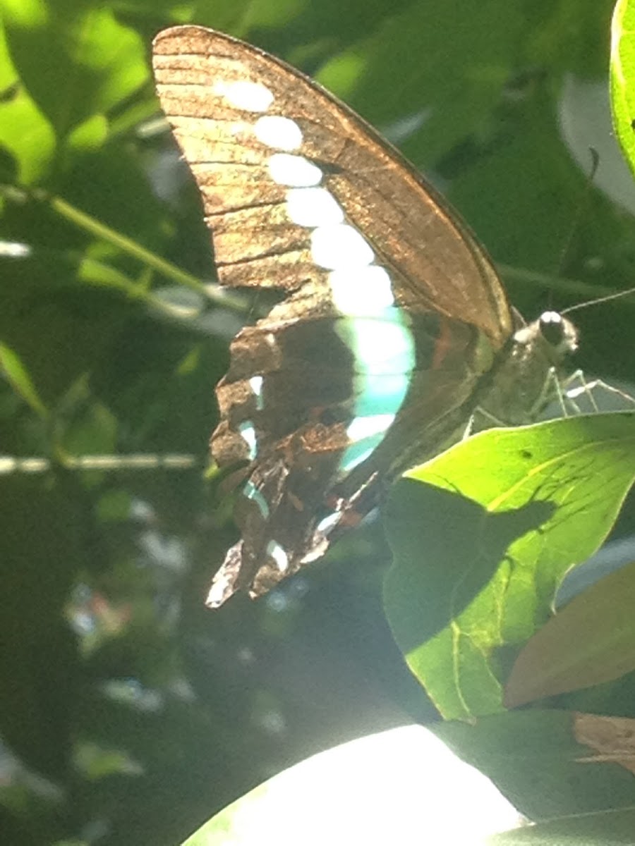 Common Bluebottle