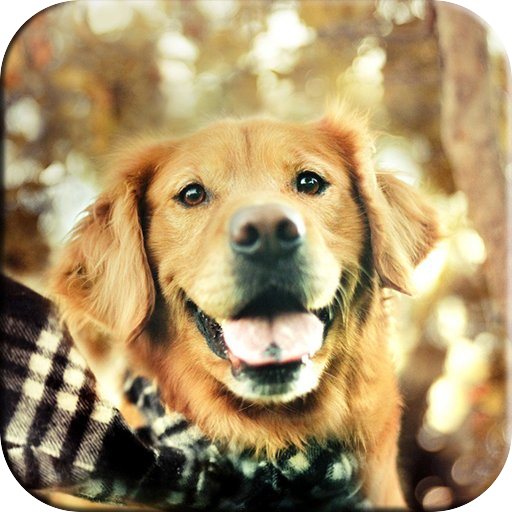 Dogs Wallpapers 個人化 App LOGO-APP開箱王