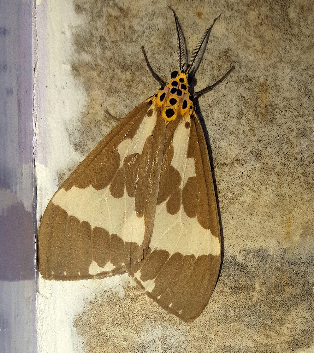 Arched Tiger Moth