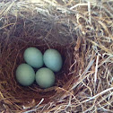 Blue Bird Eggs