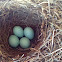 Blue Bird Eggs