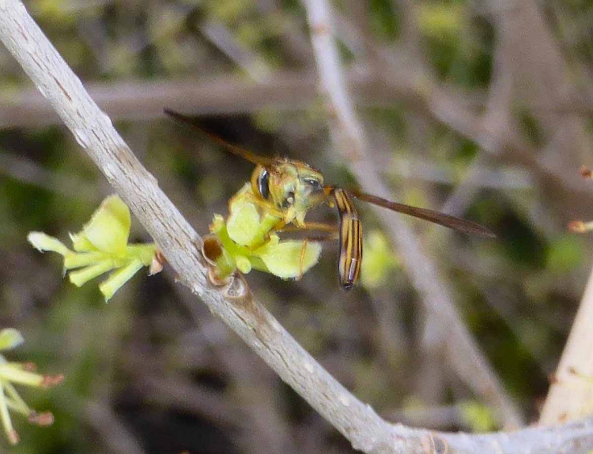 Syrphid Fly