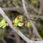 Syrphid Fly