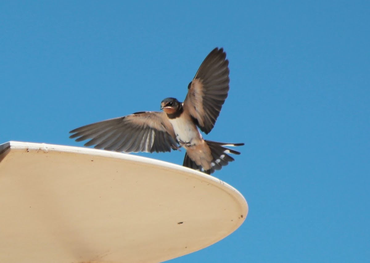 Barn Swallow