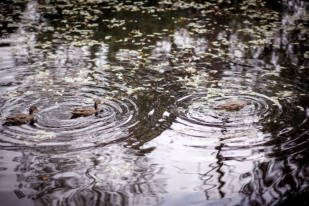 Bryllupsfotograf Natalya Gurchinskaya (gurchini). Bilde av 18 april 2018