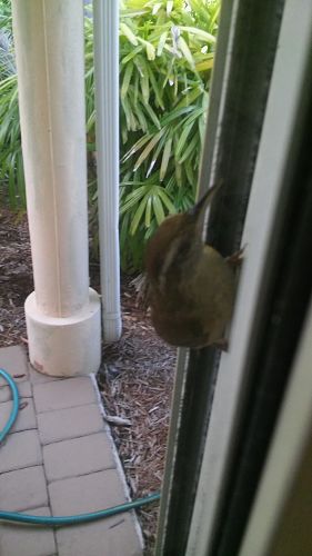 Carolina Wren