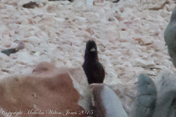 Spotless Starling; Estornino Negro