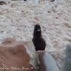 Spotless Starling; Estornino Negro