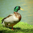 Mallard