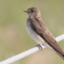 Rough-winged Swallow