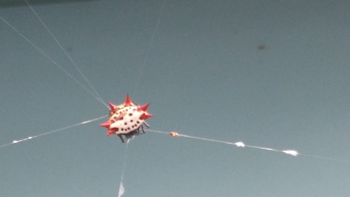 Spiny Orb Weaver