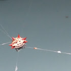 Spiny Orb Weaver