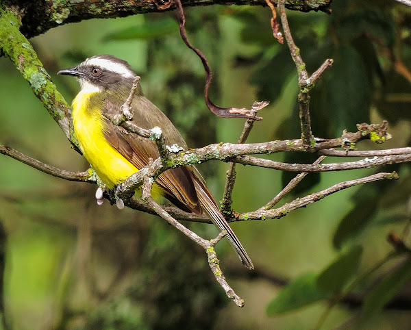 Bentevizinho De Penacho Vermelho Social Flycatcher Project Noah