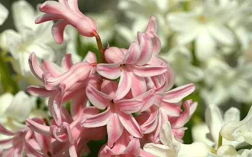 But the flower is cream colored screenshot 1