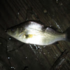 White Perch