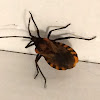 Kissing bug?????