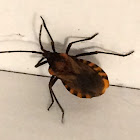 Kissing bug?????