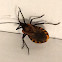 Kissing bug?????