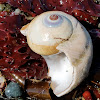 Lewis's moon snail (shell)