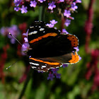 red admiral