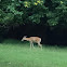 White-tailed Deer