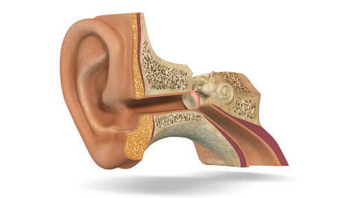 Human Ear 3D