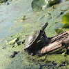 Eastern Painted Turtle