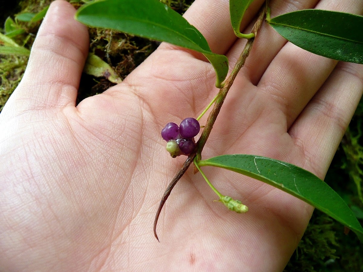 Anturio uvita, maicillo, maicito.