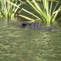 aussie crocodile di 