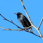 European Starling