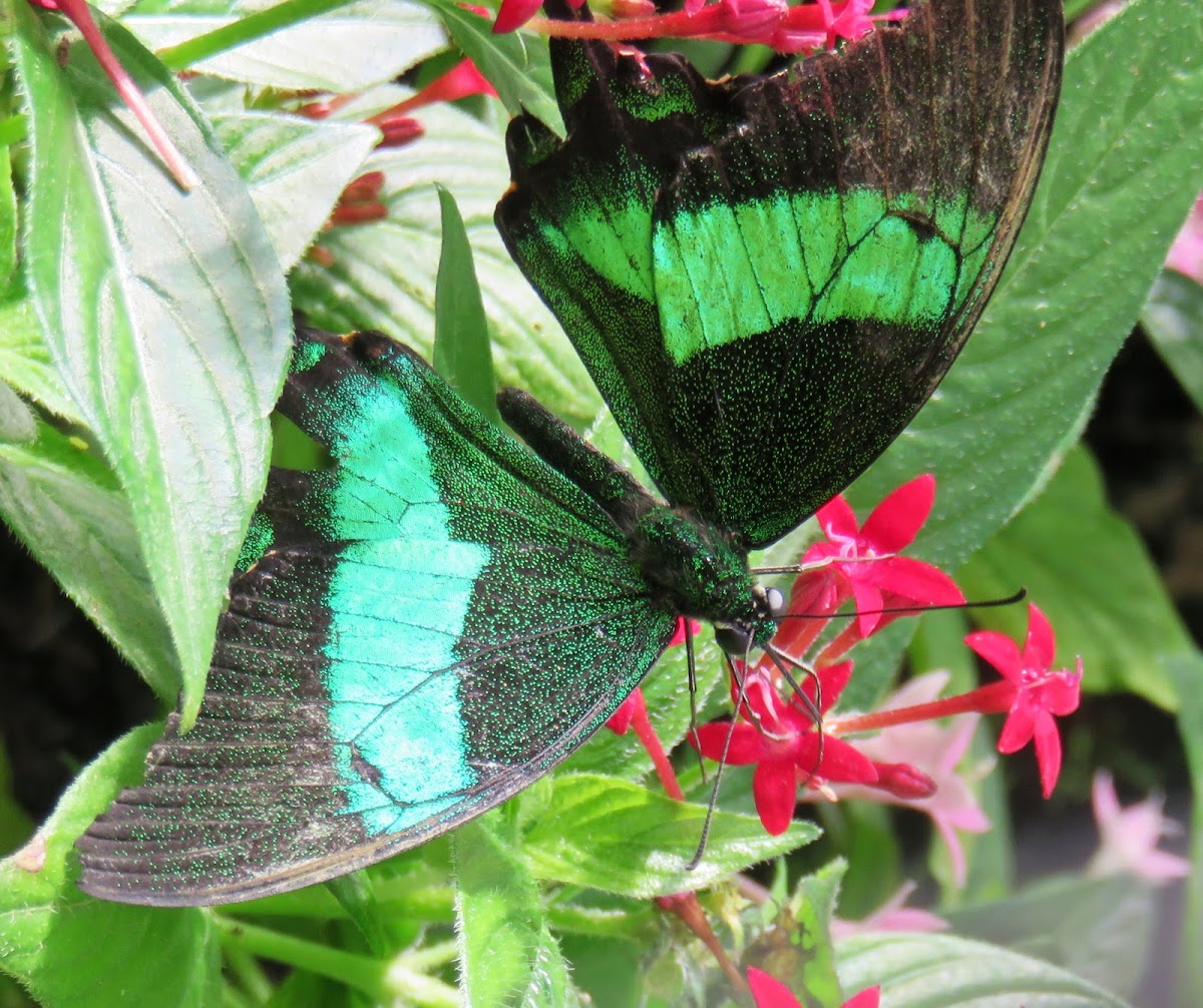 Green Banded Peacock Butterfly